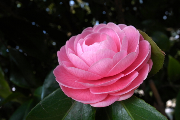 120406 2 RIMG2567.jpg